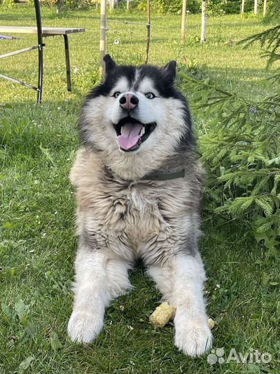 Сибирский хаски в добрые руки