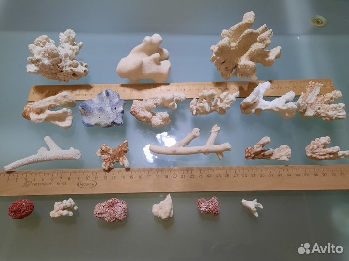 Морские кораллы