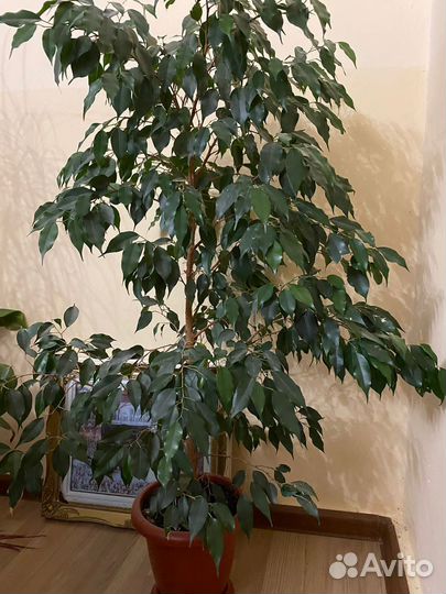 Комнатные цветы