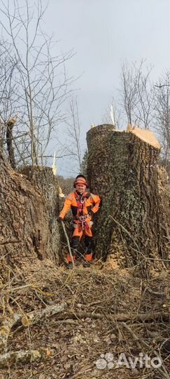 Спил деревьев