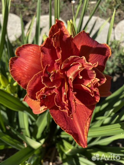 Лилейники сортовые