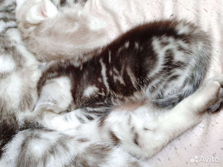 Британские котята