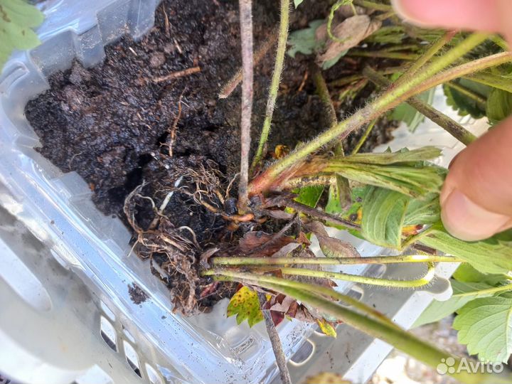 Рассада клубники