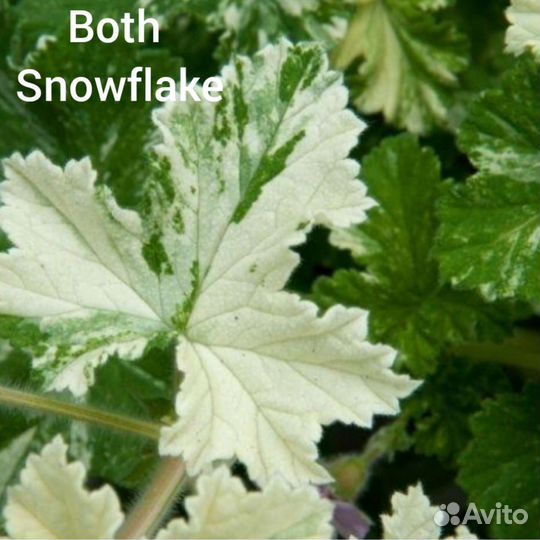 Пеларгония герань