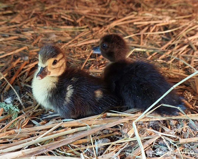 Домашняя птица