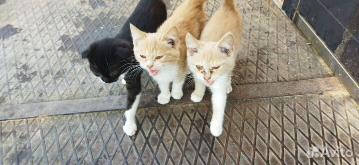 Котята в добрые руки
