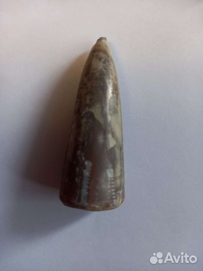 Белемниты чертовы пальцы