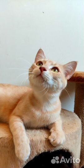 Общительный котик из приюта. доставка. кастрирован