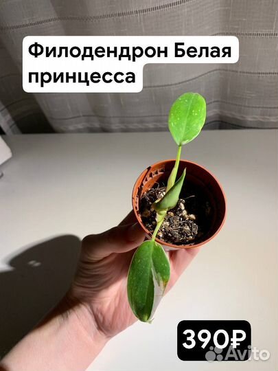 Белая и Розовая принцесса