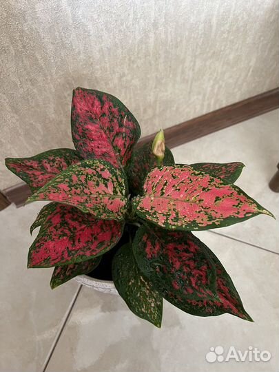 Аглаонема Спотед Стар