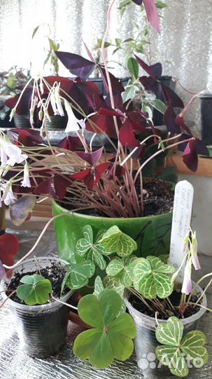 Кислица оксалис