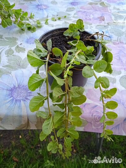 Многолетники для сада- бадан, клубни георгина