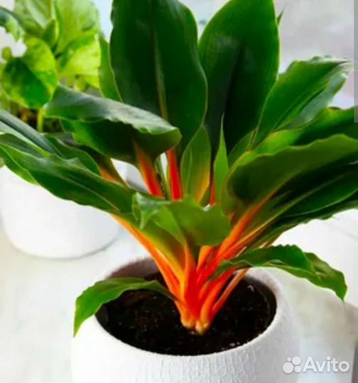 Хлорофитум Оранж