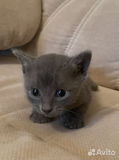 Пушистики котята полукровки