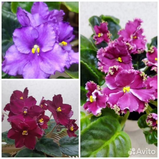 Крупные детки сортовых фиалочек