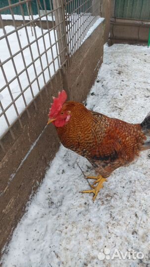 Куры молодки