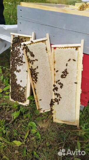 Мед горный натуральный. 100 #