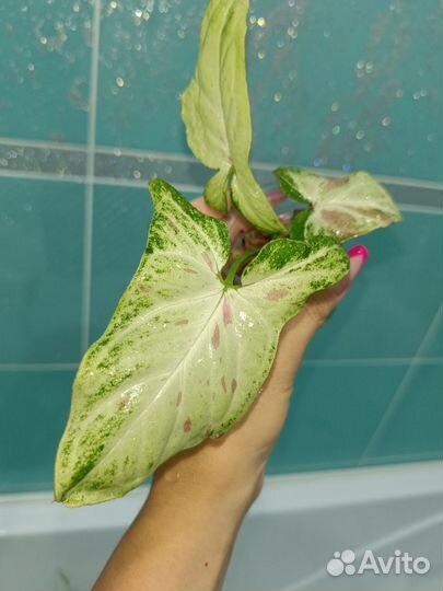 Сингониумы разные сорта