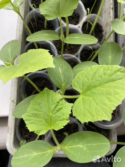 Рассада огурцов