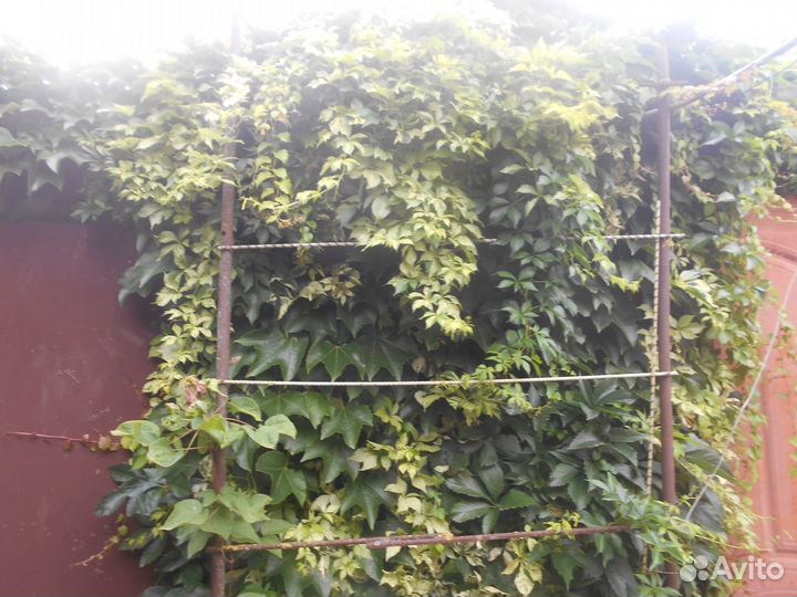 Девичий виноград Вичи