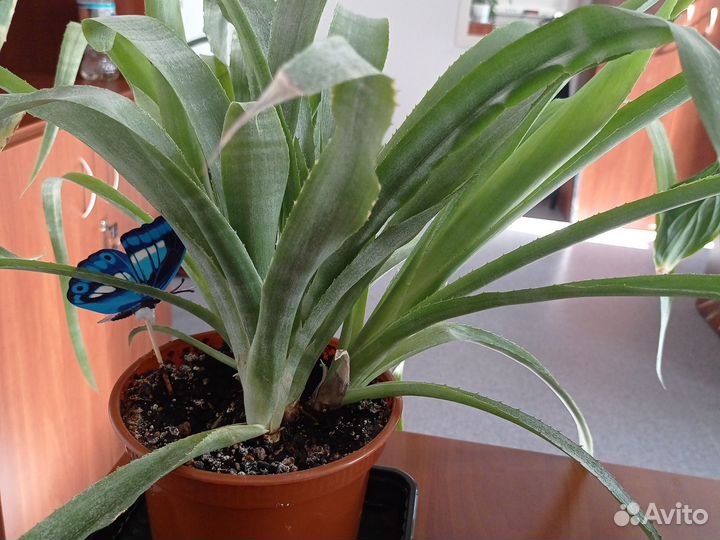 Бильбергия