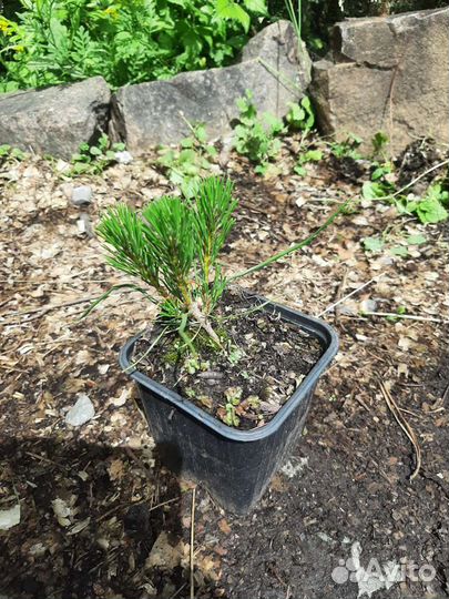 Сосна горная Пумилио