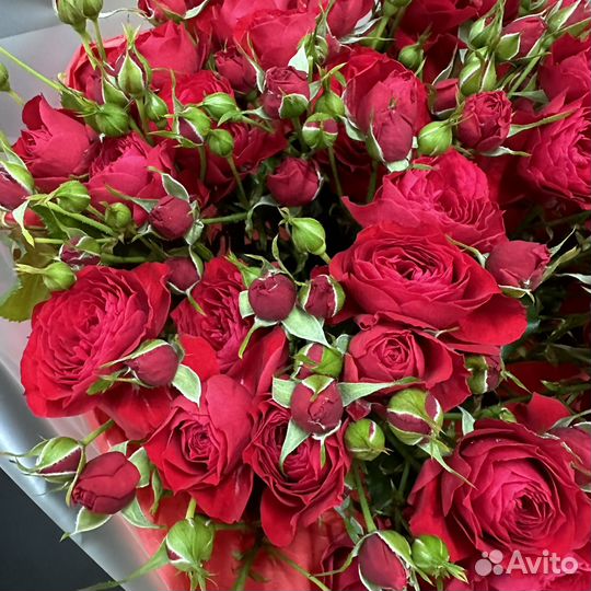 Кустовые пионовидные розы красные Киров