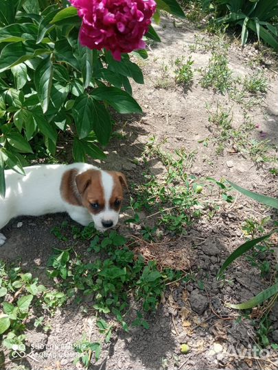 Щенки джек Рассел терьер гладкошерстный