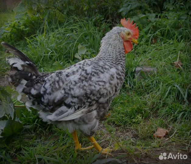 Молодые петухи