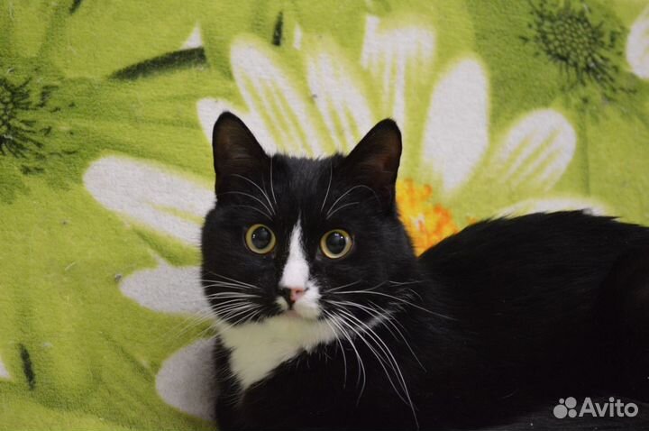 Кот Маркиз в добрые руки