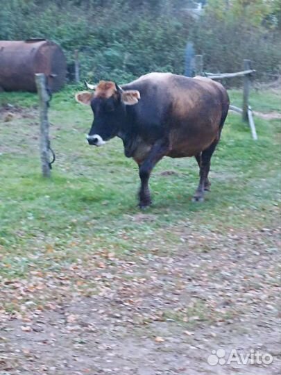 Продам коров