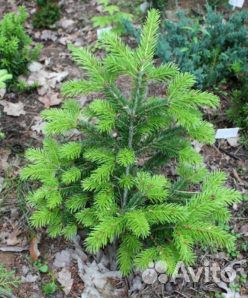 Пихта сибирская