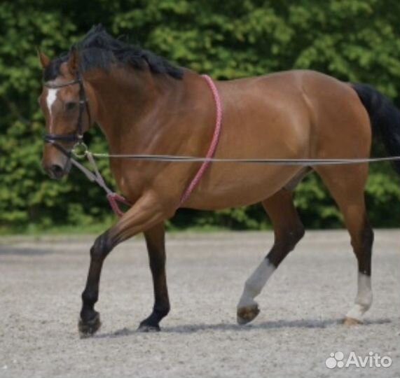 Лонжа для работы на корде