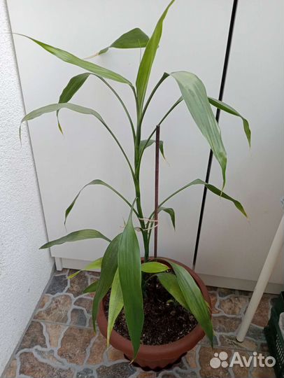 Диффенбахии, бамбук