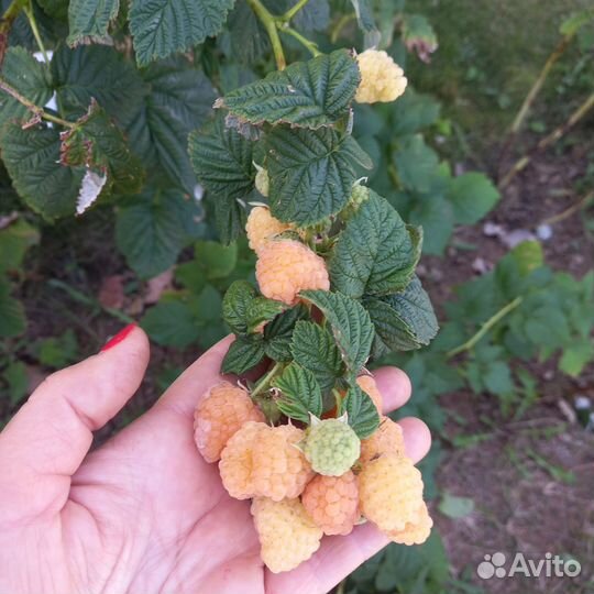Малина желтая саженцы