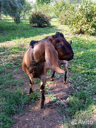 Козел (биталл- нубиец) вязка 1000