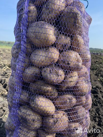 Продам картофель с доставкой