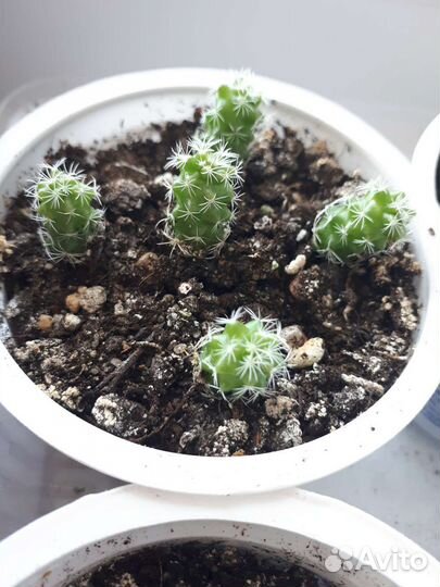 Кактусы опунция и мамилярия