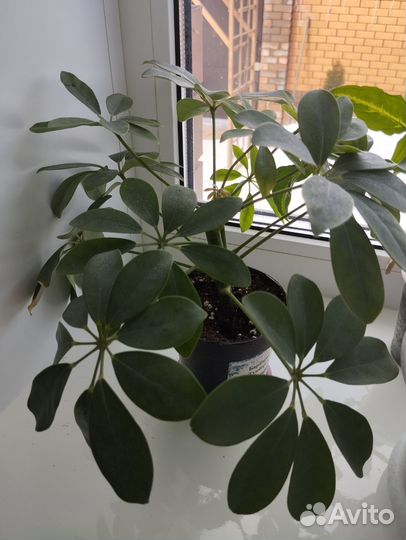 Шефлера, комнатный цветок