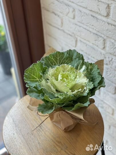 Брассика - декоративная капуста