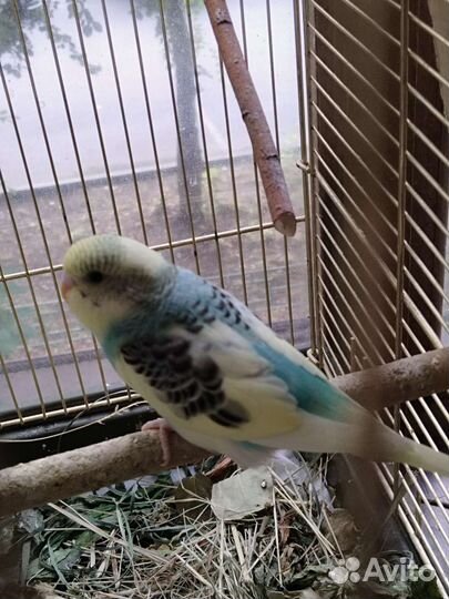 Волнистый попугай