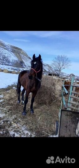 Лошадь жеребец