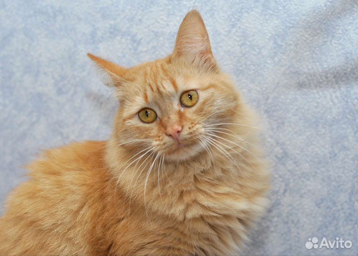 Кошка в дар