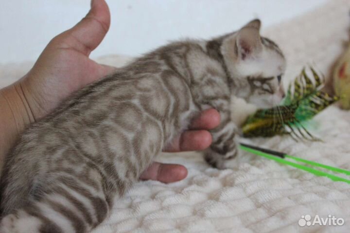 Снежные и угольные бенгальские котята