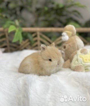 Карликовые Кролики из Питомника, Привитые объявление продам