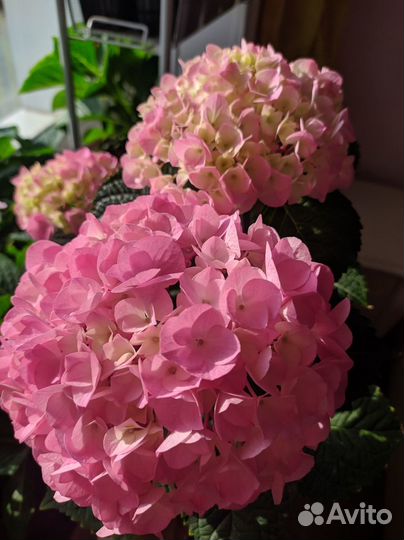 Гортензия крупнолистная Saxon Style Pink