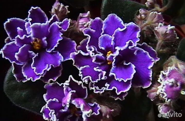Фиалки сортовые детки или срез