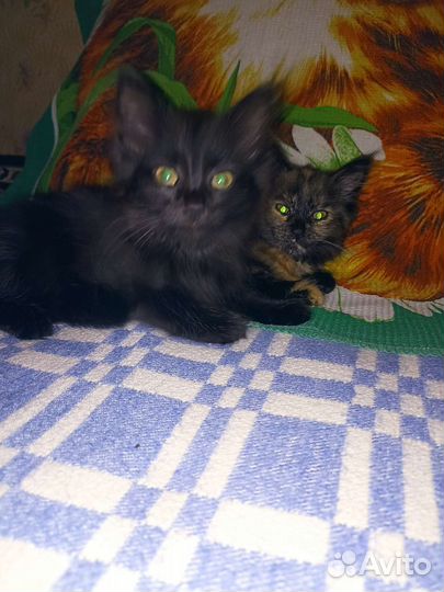 Котята в добрые руки бесплатно