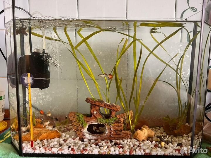 Аквариум с рыбками 20л