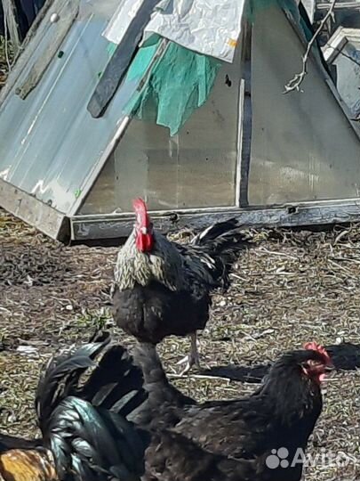 Молодые петухи